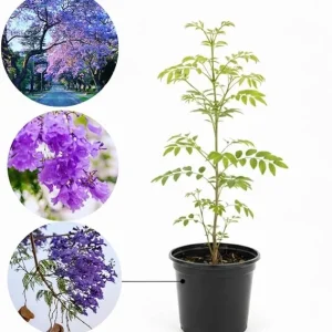Jacaranda Live Plant, Purple Flowering Ornamental Tree, 6-9 Inches Tall - Image 1