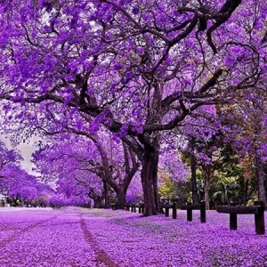 Jacaranda Live Tree Plant, Purple Blue Flowers, 6-10 Inches Tall, Outdoor - Image 5