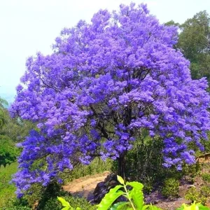 Jacaranda Mimosifolia Tree Live Plant - Purple Blue, 7-11 Inch Tall Seedling - Image 3