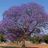 Jacaranda Tree Live Plant - 6-10" Tall in 4" Pot, Purple Flowers, Outdoor Garden - Image 1