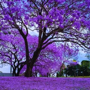 Jacaranda Tree Live Plant - Mimosifolia Purple Flowering Tree 6-10 in Tall - Image 6