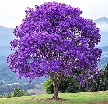 Jacaranda Tree Live Plant - Purple Blue Flowering, 6-10" Tall Outdoor - Image 2