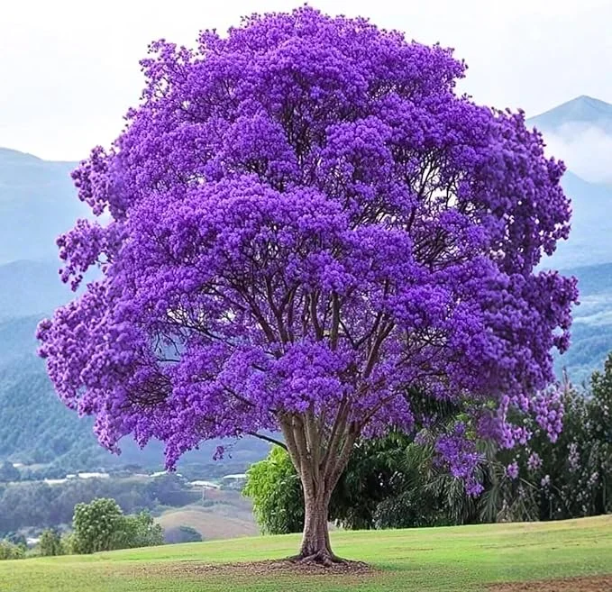 Jacaranda Tree Live Plant - Purple Blue Flowering, 6-10" Tall Outdoor - Image 6