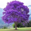 Jacaranda Tree Live Plant - Purple Blue Flowering, 6-10" Tall Outdoor - Image 1
