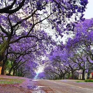 Jacaranda Tree Live Plant, Purple Flowering Ornamental Tree, 6-9 Inches Tall, Outdoor - Image 7