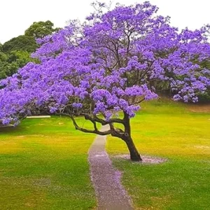Jacaranda Tree Live Plant Seedling - 8-10 Inch Tall - Outdoor Planting - Image 7