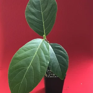 Jackfruit Artocarpus Heterophyllus Seedling Tree - Live Plant 8-13" Tall - Image 2