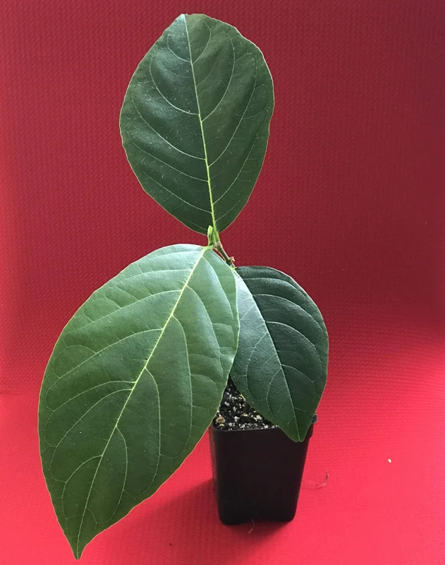 Jackfruit Artocarpus Heterophyllus Seedling Tree - Live Plant 8-13" Tall - Image 2