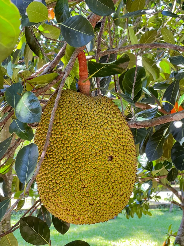 Jackfruit Artocarpus Heterophyllus Seedling Tree - Live Plant 8-13" Tall - Image 3
