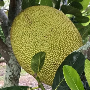 Jackfruit Artocarpus Heterophyllus Seedling Tree - Live Plant 8-13