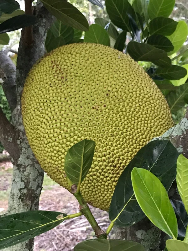 Jackfruit Artocarpus Heterophyllus Seedling Tree - Live Plant 8-13" Tall - Image 4