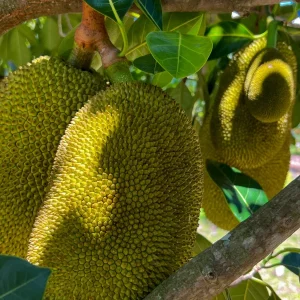 Jackfruit Artocarpus Heterophyllus Seedling Tree - Live Plant 8-13
