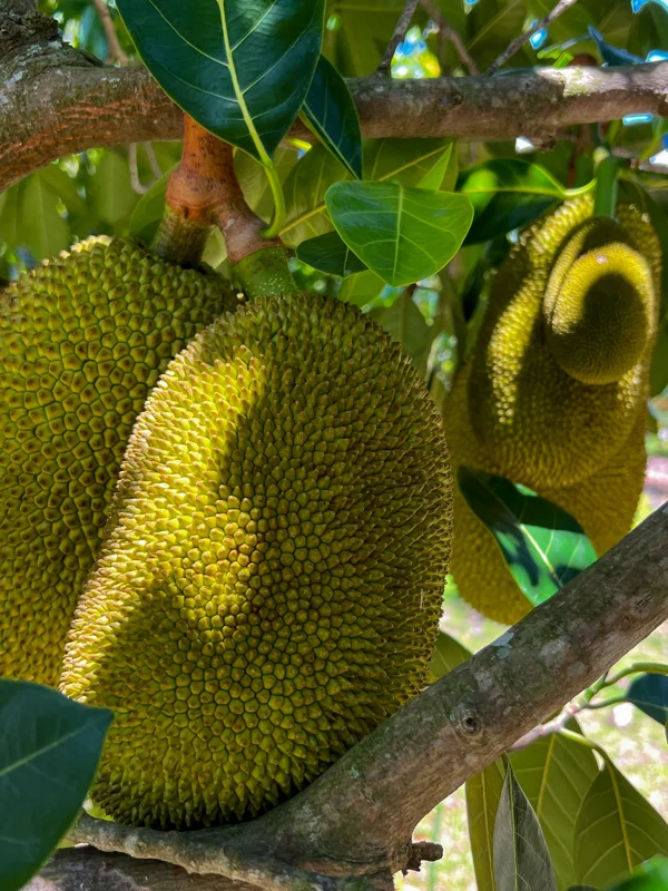 Jackfruit Artocarpus Heterophyllus Seedling Tree - Live Plant 8-13" Tall - Image 5