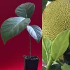 Jackfruit Artocarpus Heterophyllus Seedling Tree - Live Plant 8-13" Tall - Image 1