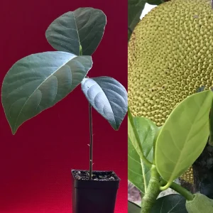 Jackfruit Artocarpus Heterophyllus Seedling Tree - Live Plant 8-13" Tall - Image 1