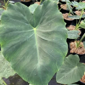 Jacks Giant Colocasia Live Plant - Elephant Ear Taro, 5-9