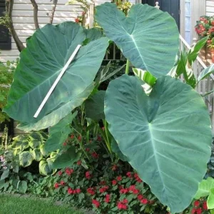 Jacks Giant Colocasia Live Plant - Elephant Ear Taro, 5-9