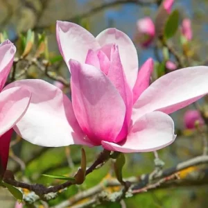 Jane Magnolia Tree Live Plant 6-12 Inches Tall, 2.5 Inch Pot, Pink Fragrant Flowers - Image 7