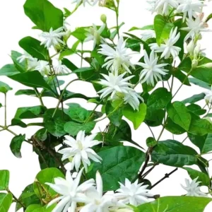 Jasmine Belle of India Live Plant - Jasminum Sambac Shrub, Double White Flowers, 5-8