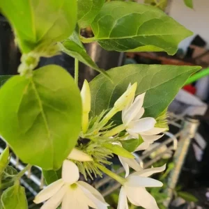 Jasmine Belle of India Live Plant - Jasminum Sambac Shrub, Double White Flowers, 5-8