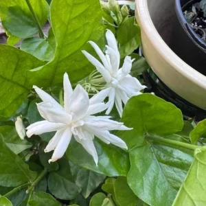 Jasmine Belle of India Live Plant - Jasminum Sambac Shrub, Double White Flowers, 5-8