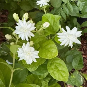 Jasmine Belle of India Live Plant - Jasminum Sambac Shrub, Double White Flowers, 5-8
