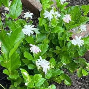 Jasmine Belle of India Live Plant - Jasminum Sambac Shrub, Double White Flowers, 5-8