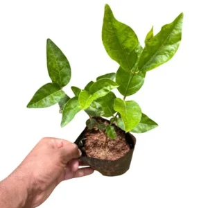 Jasmine Belle of India Live Plant - Jasminum Sambac Shrub, Double White Flowers, 5-8