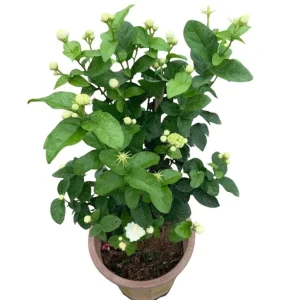 Jasmine Grand Duke of Tuscany Live Plant - 2 Pack, 5-8
