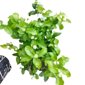 Jasmine Grand Duke of Tuscany Live Plant - 2 Pack, 5-8