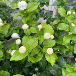 Jasmine Grand Duke of Tuscany Live Plant - 2 Pack, 5-8