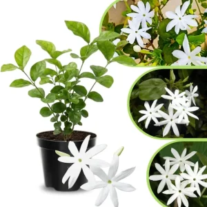 Jasmine Live Plant 4-8″ Tall – Fragrant White Blooms – Outdoor Vine - Image 2