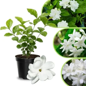 Jasmine Live Plant 4-8″ Tall – Fragrant White Blooms – Outdoor Vine - Image 3