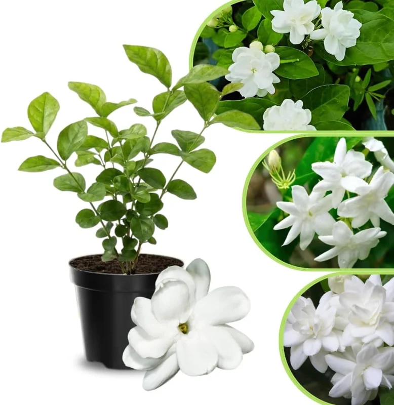 Jasmine Live Plant 4-8″ Tall – Fragrant White Blooms – Outdoor Vine - Image 3