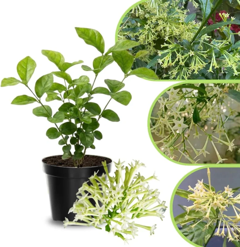 Jasmine Live Plant 4-8″ Tall – Fragrant White Blooms – Outdoor Vine - Image 4