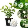 Jasmine Live Plant 4-8″ Tall – Fragrant White Blooms – Outdoor Vine - Image 1