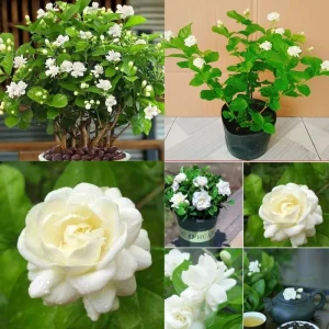 Jasmine Live Plant Plugs, 2-Pack, Fragrant White Flowers, 2-3 Inches Tall, Fast-Growing - Image 2