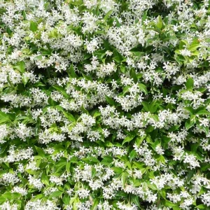 Jasmine Live Plant Plugs, 2-Pack, Fragrant White Flowers, 2-3 Inches Tall, Fast-Growing - Image 3