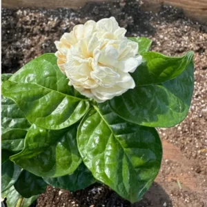 Jasmine Live Plant Plugs, 2-Pack, Fragrant White Flowers, 2-3 Inches Tall, Fast-Growing - Image 1