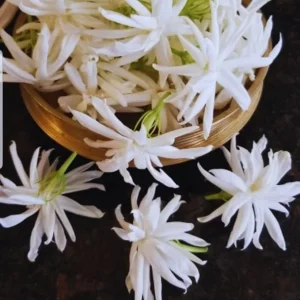 Jasmine Live Plants - 2 Pack, 5-7 Inch Tall, Perennial Blooming Flower Plant, Indoor/Outdoor - Image 4