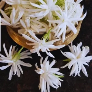 Jasmine Live Plants - 2 Pack, 5-7 Inch Tall, Perennial Blooming Flower Plant, Indoor/Outdoor - Image 5