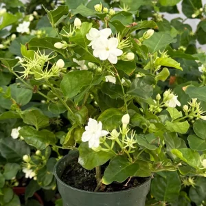 Jasmine Maid of Orleans Live Plant - Fragrant White Flowers, 4 inch Pot, Indoor - Image 2