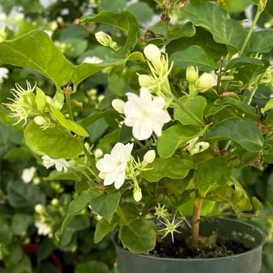 Jasmine Maid of Orleans Live Plant - Fragrant White Flowers, 4 inch Pot, Indoor - Image 4