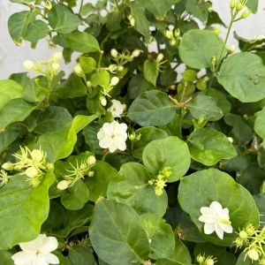 Jasmine Maid of Orleans Live Plant - Fragrant White Flowers, 4 inch Pot, Indoor - Image 5