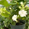 Jasmine Maid of Orleans Live Plant - Fragrant White Flowers, 4 inch Pot, Indoor - Image 1