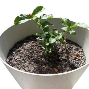 Jasminum Sambac Maid of Orleans Live Plant Set - 2 Arabian Jasmine Plants, 5-8