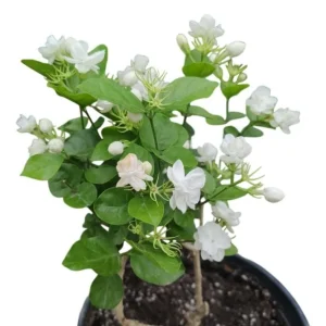 Jasminum Sambac Maid of Orleans Live Plant Set - 2 Arabian Jasmine Plants, 5-8
