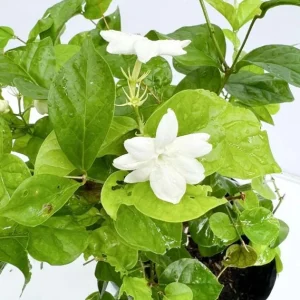 Jasminum Sambac Maid of Orleans Live Plant Set - 2 Arabian Jasmine Plants, 5-8