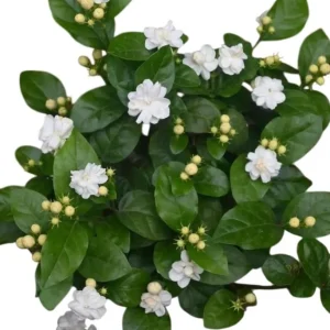 Jasminum Sambac Maid of Orleans Live Plant Set - 2 Arabian Jasmine Plants, 5-8