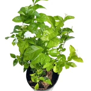 Jasminum Sambac Maid of Orleans Live Plant Set - 2 Arabian Jasmine Plants, 5-8